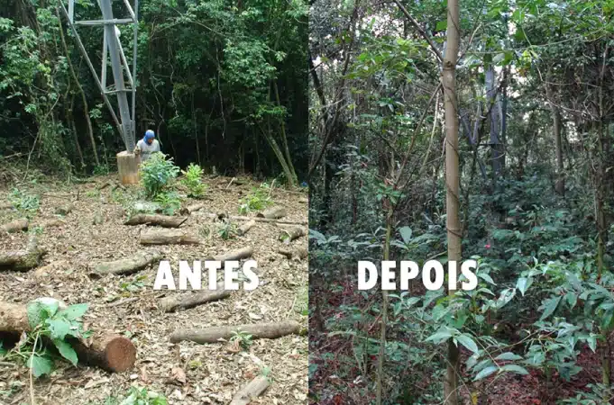 Brasil acelera restauração florestal com foco na Amazônia e Cerrado às vésperas da COP30 3 Brasil
