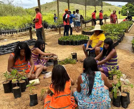 Povos Indígenas lideram a restauração ambiental com ciência e tradição 3 sabedoria