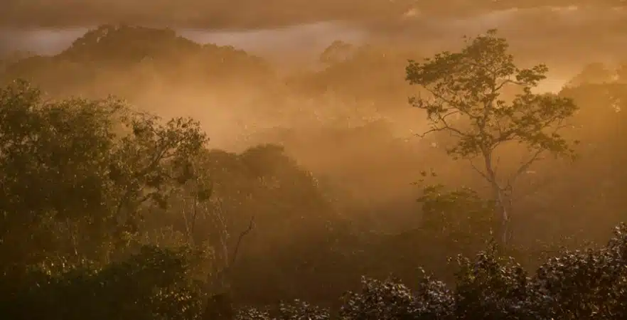 Screenshot-2025-06-10-175201 Universidade de Oxford abre vaga de pós-doutorado para estudar resiliência das florestas tropicais e saúde na Amazônia