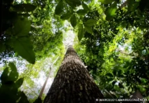 Potencial de crédito de carbono na Amazônia Legal passa de US$ 10 bi crédito