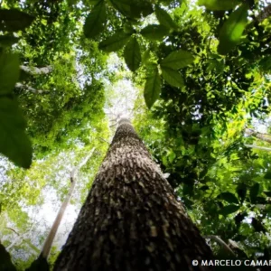 Potencial de crédito de carbono na Amazônia Legal passa de US$ 10 bi crédito