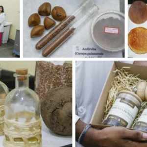 UFPA Leva Inovação sustentável da Ciência Amazônica ao Setor Produtivo inovação