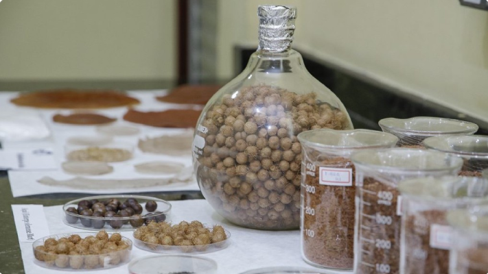 Screenshot-2025-06-11-183619 UFPA Leva Inovação sustentável da Ciência Amazônica ao Setor Produtivo