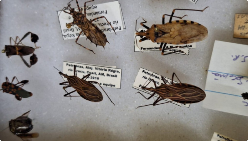 Screenshot-2025-06-11-190722 Doença de Chagas na Amazônia: mudanças climáticas podem ampliar área de risco