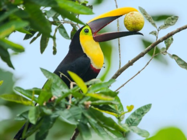 Screenshot-2025-06-12-182734 Declínio na população de animais dispersores de sementes ameaça o equilíbrio climático