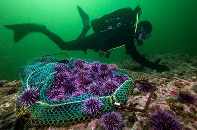 Natureza como aliada na recuperação dos oceanos, afirma especialista durante conferência na ONU 2 bióloga