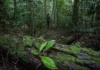 Amapá surge como maior reservatório de biomassa da Amazônia, revela estudo internacional biomassa