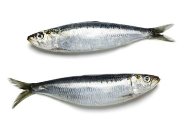 Screenshot-2025-06-16-171408 Sardinha supera o leite em cálcio e emerge como aliada poderosa na saúde óssea