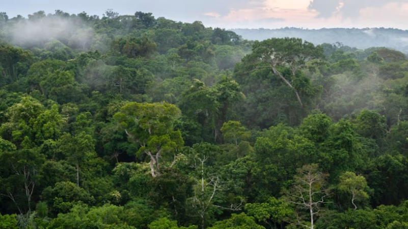 Screenshot-2025-06-16-230427 Biomassa pode se tornar a próxima grande força na transição energética brasileira