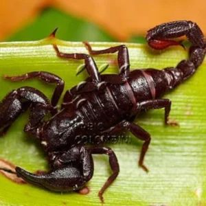 Veneno de escorpião da Amazônia mostra potencial para tratar câncer de mama toxina