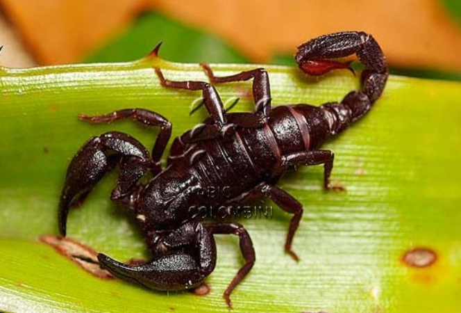 Veneno de escorpião da Amazônia mostra potencial para tratar câncer de mama 3 toxina