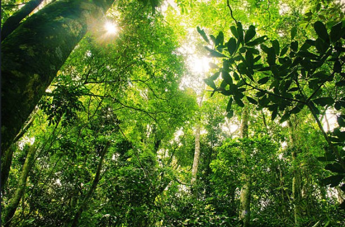 Screenshot-2025-06-17-172854 Ciência é o caminho para salvar florestas e conter o aquecimento global