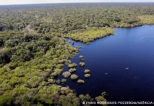 Fundo Amazônia bate recorde ao destinar mais de R$ 1 bilhão em 2025 Amazônia