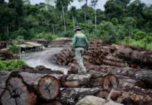 Nove estados registraram mais de 41 mil crimes ambientais em dois anos crimes