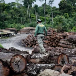 Nove estados registraram mais de 41 mil crimes ambientais em dois anos crimes