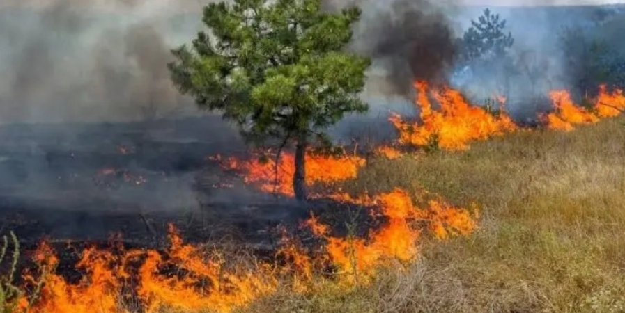 Screenshot-2025-06-19-203010 Nove estados registraram mais de 41 mil crimes ambientais em dois anos