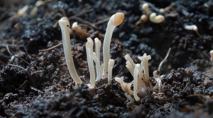 Fungos do bem: os microrganismos que limpam solos contaminados e ajudam a regenerar a natureza 2 Screenshot 2025 06 19 224907