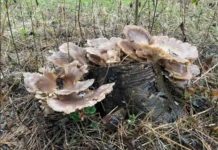 Fungos do bem: os microrganismos que limpam solos contaminados e ajudam a regenerar a natureza natureza