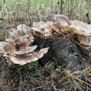 Fungos do bem: os microrganismos que limpam solos contaminados e ajudam a regenerar a natureza natureza