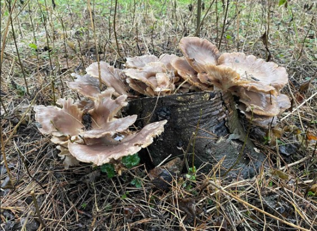 Fungos do bem: os microrganismos que limpam solos contaminados e ajudam a regenerar a natureza 3 natureza