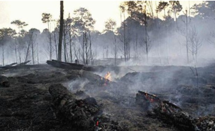 Fungos do bem: os microrganismos que limpam solos contaminados e ajudam a regenerar a natureza 1 Screenshot 2025 06 19 230754