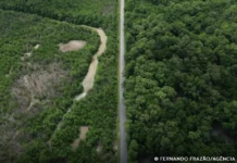 Construção de estradas impacta mangue amazônico rodovia