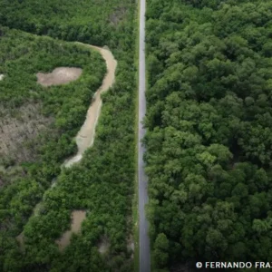 Construção de estradas impacta mangue amazônico rodovia