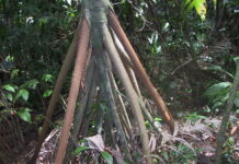 Árvores que caminham e o mistério da Socratea exorrhiza Raízes aéreas da Socratea exorrhiza