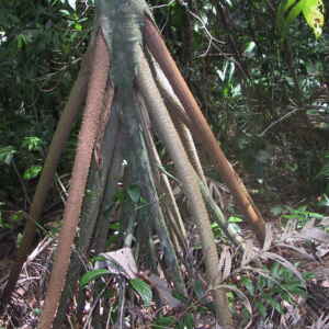 Árvores que caminham e o mistério da Socratea exorrhiza Raízes aéreas da Socratea exorrhiza
