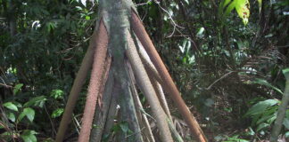 Raízes aéreas da Socratea exorrhiza