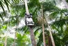 A revolução silenciosa do açaí: como o Açaibot inaugura uma nova era para a colheita na Amazônia açaí