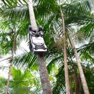 A revolução silenciosa do açaí: como o Açaibot inaugura uma nova era para a colheita na Amazônia açaí