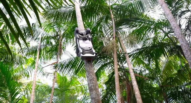 A revolução silenciosa do açaí: como o Açaibot inaugura uma nova era para a colheita na Amazônia 3 açaí