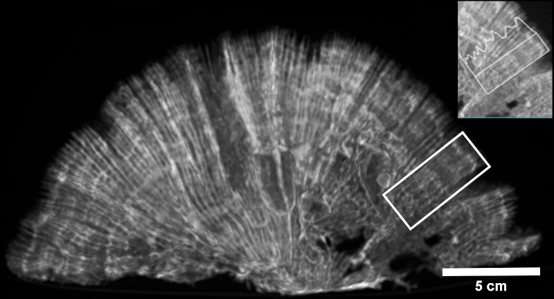 Imagens de tomografia permitem estimar o crescimento do coral-cérebro por meio das bandas de crescimento, que representam um ano de vida (foto: Guilherme Henrique Pereira Filho/Arquivo LABECMar/Unifesp)