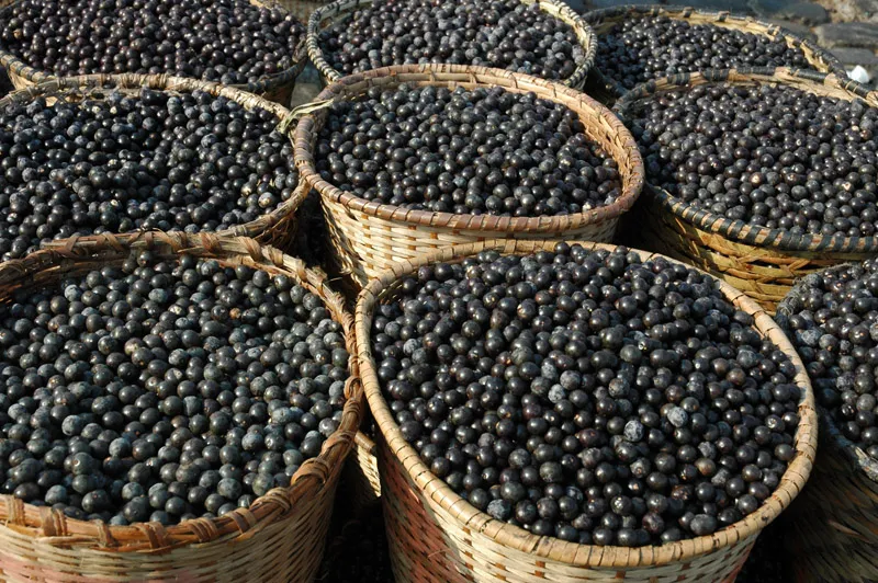 De onde vem a água do açaí? Entenda o segredo da polpa hidratada 3 acai