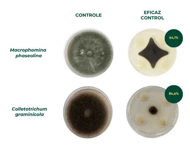250729 BioinsumoEficaz slide