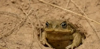 Esse sapo escava seu próprio abrigo quando pressente seca o segredo da sobrevivência sob a terra
