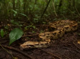 Jibóia pode viver 30 anos e crescer sem comer com frequência