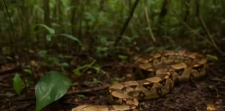 Jibóia pode viver 30 anos e crescer sem comer com frequência