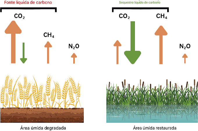 Restauração de áreas úmidas de água doce é uma maneira eficaz de transformar áreas úmidas degradadas de fontes líquidas de carbono em sumidouros de carbono. E têm um efeito líquido de resfriamento no clima, após a restauração