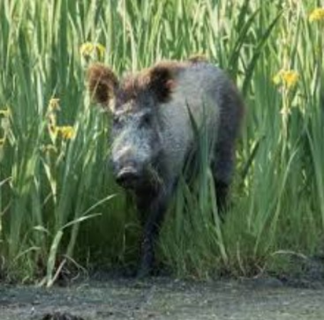 Screenshot-2025-07-01-104307 São Paulo intensifica combate ao javali com nova regulamentação ambiental