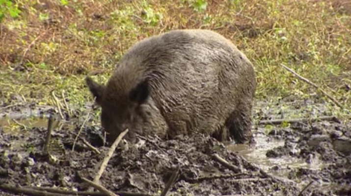 Screenshot-2025-07-01-104744 São Paulo intensifica combate ao javali com nova regulamentação ambiental