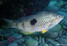 Peixe muda de sexo em minutos para assumir liderança no grupo peixe