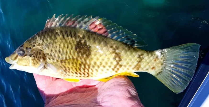 Screenshot-2025-07-01-120901 Peixe muda de sexo em minutos para assumir liderança no grupo