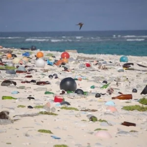 Proibição de sacolas plásticas contribui com a queda acentuada do lixo costeiro, Aponta Estudo sacolas