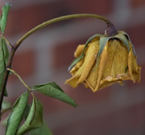 Secas ameaçam oferta de néctar e colocam em risco plantas e polinizadores 3 néctar