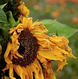 Screenshot-2025-07-03-135001-297x300 Secas ameaçam oferta de néctar e colocam em risco plantas e polinizadores