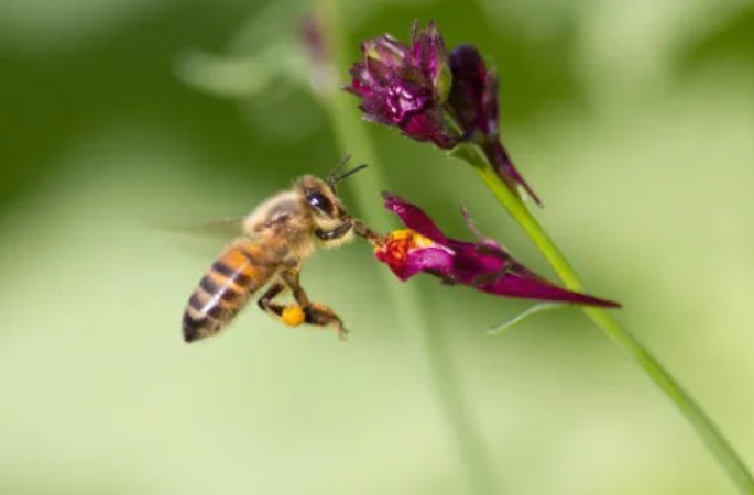 Screenshot-2025-07-03-135217 Secas ameaçam oferta de néctar e colocam em risco plantas e polinizadores