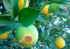 Substância da copaíba mostra eficiência no combate a praga transmissora do greening em citros copaíba