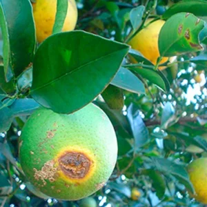 Substância da copaíba mostra eficiência no combate a praga transmissora do greening em citros copaíba